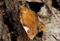 Acleris holmiana